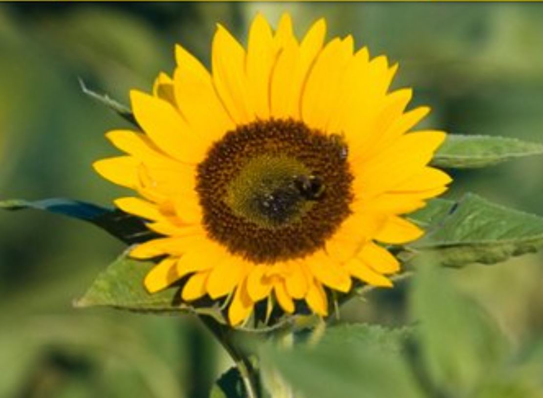Ferienpass Sonnenblume